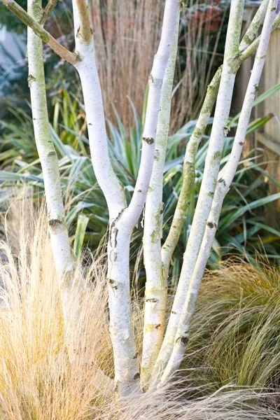Betula utilis var. Jacquemontii