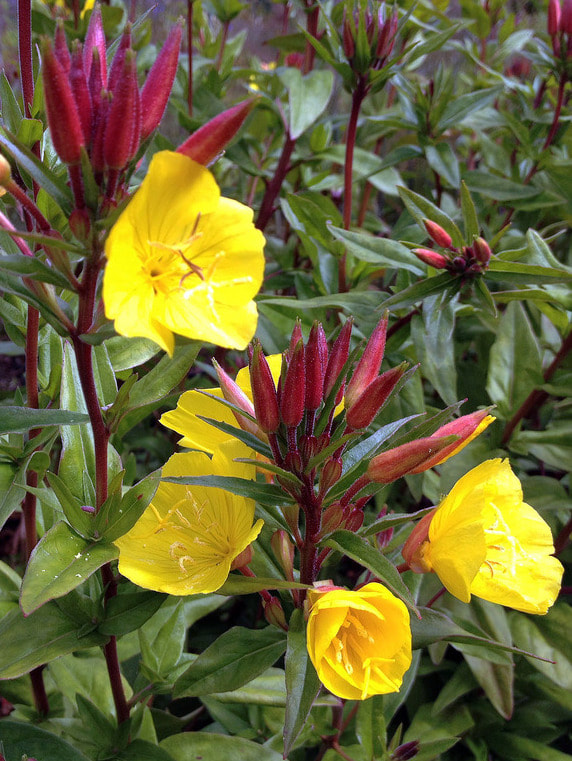 Oenothera fruticosa 'Fireworks'