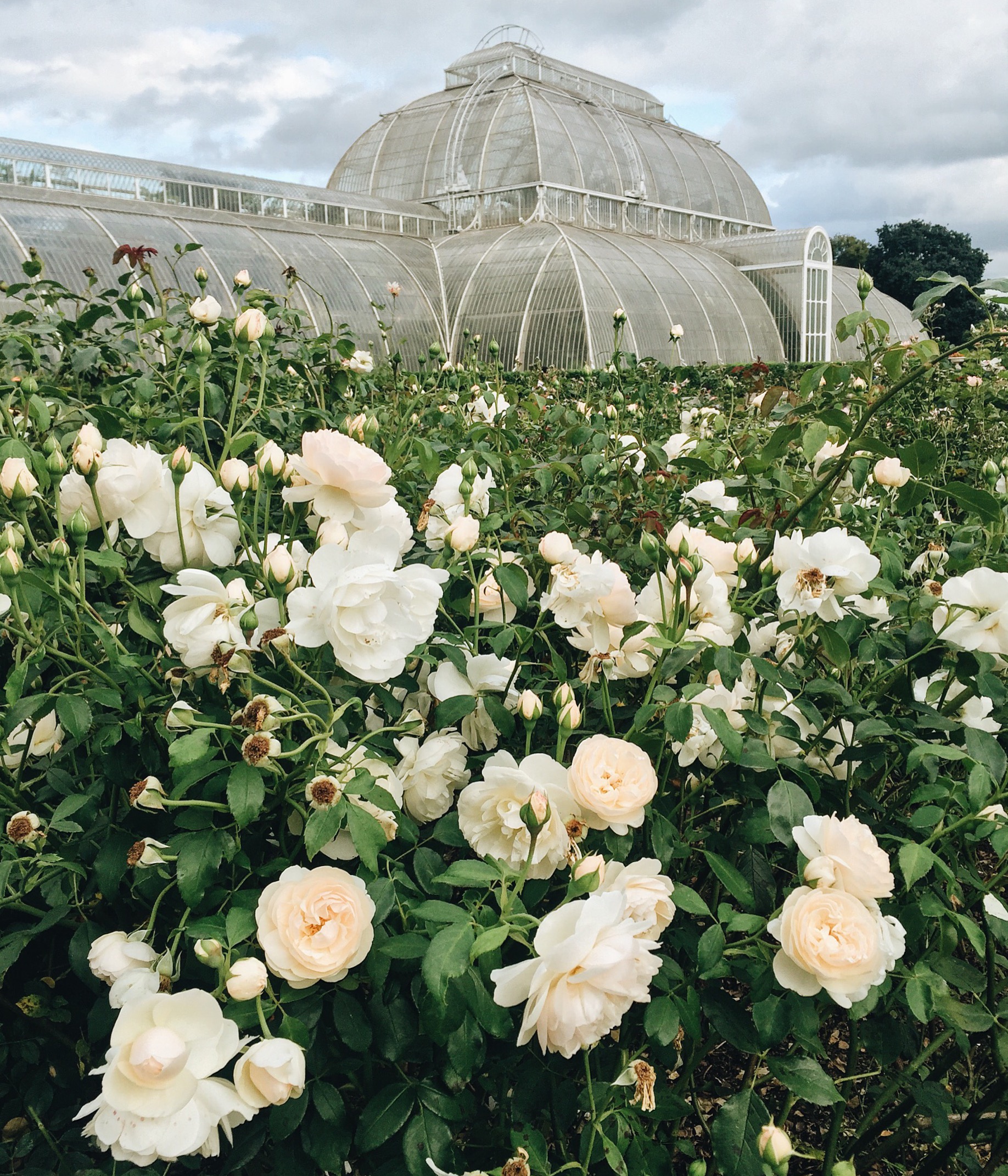 Royal Botanical Gardens, Kew