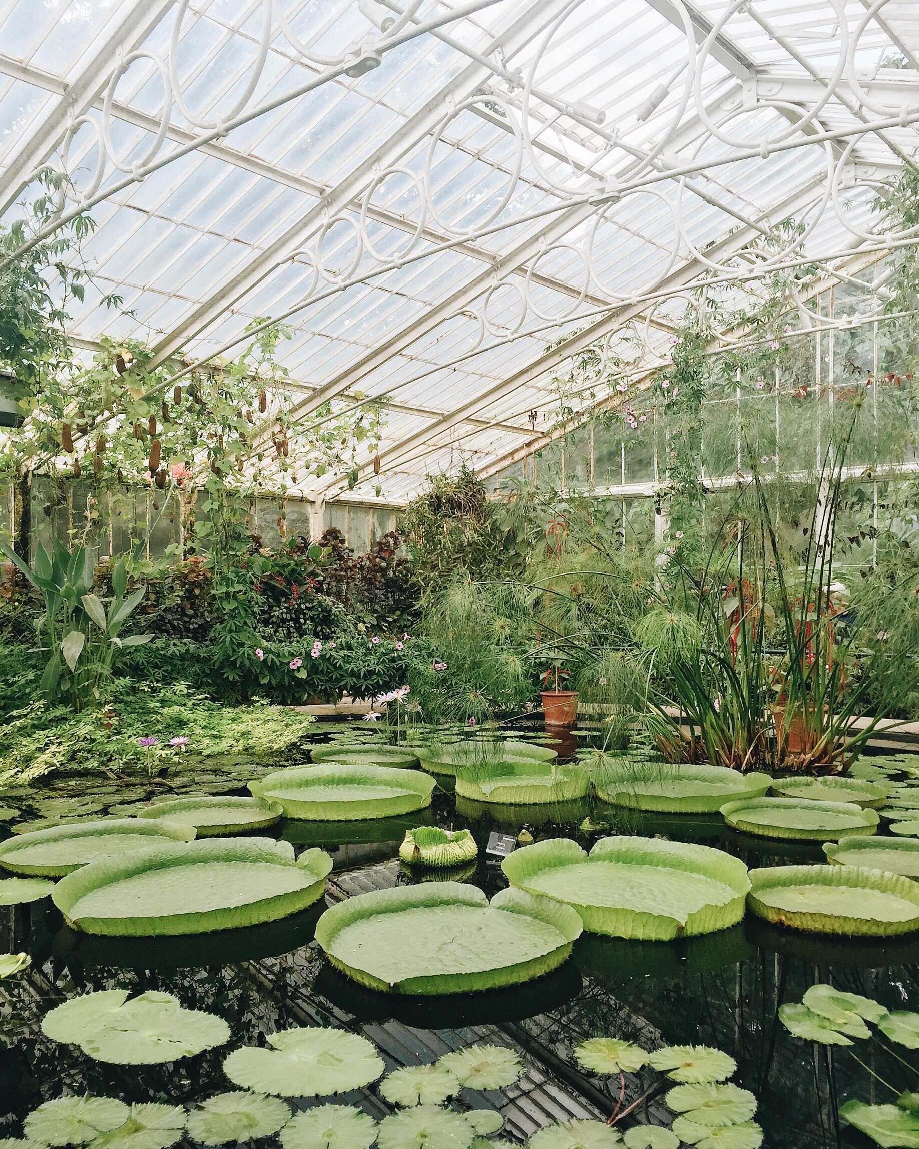 Waterlily House, Kew Gardens