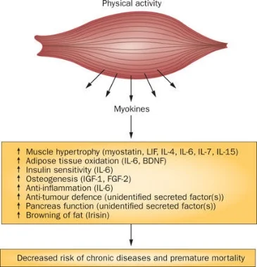 myokines.jpg