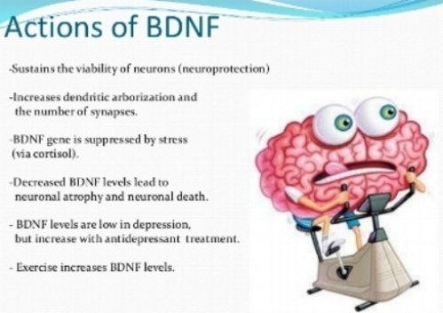 Neuro LIFE Institute - Did you know that Brain Derived Neurotrophic Factors  (BDNP) are proteins that help with the development (differentiation) and  protection of brain cells in many cases? Linker R, Gold