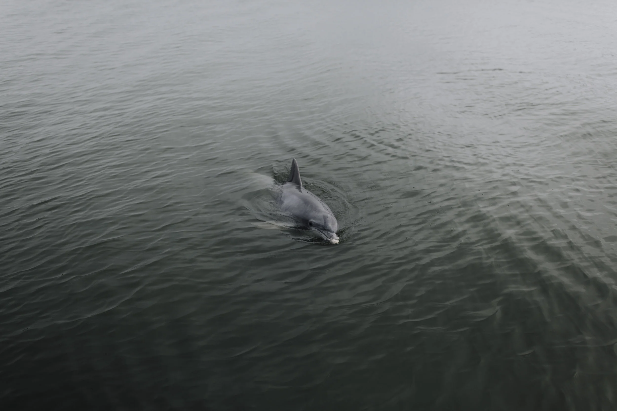 ep_dolphin-2.jpg