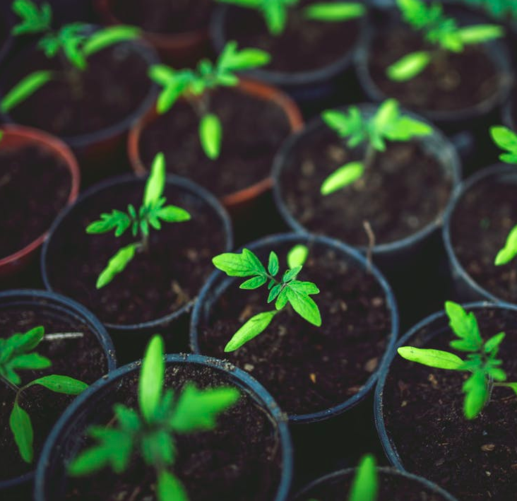 G.R.O.W. (High School Study)