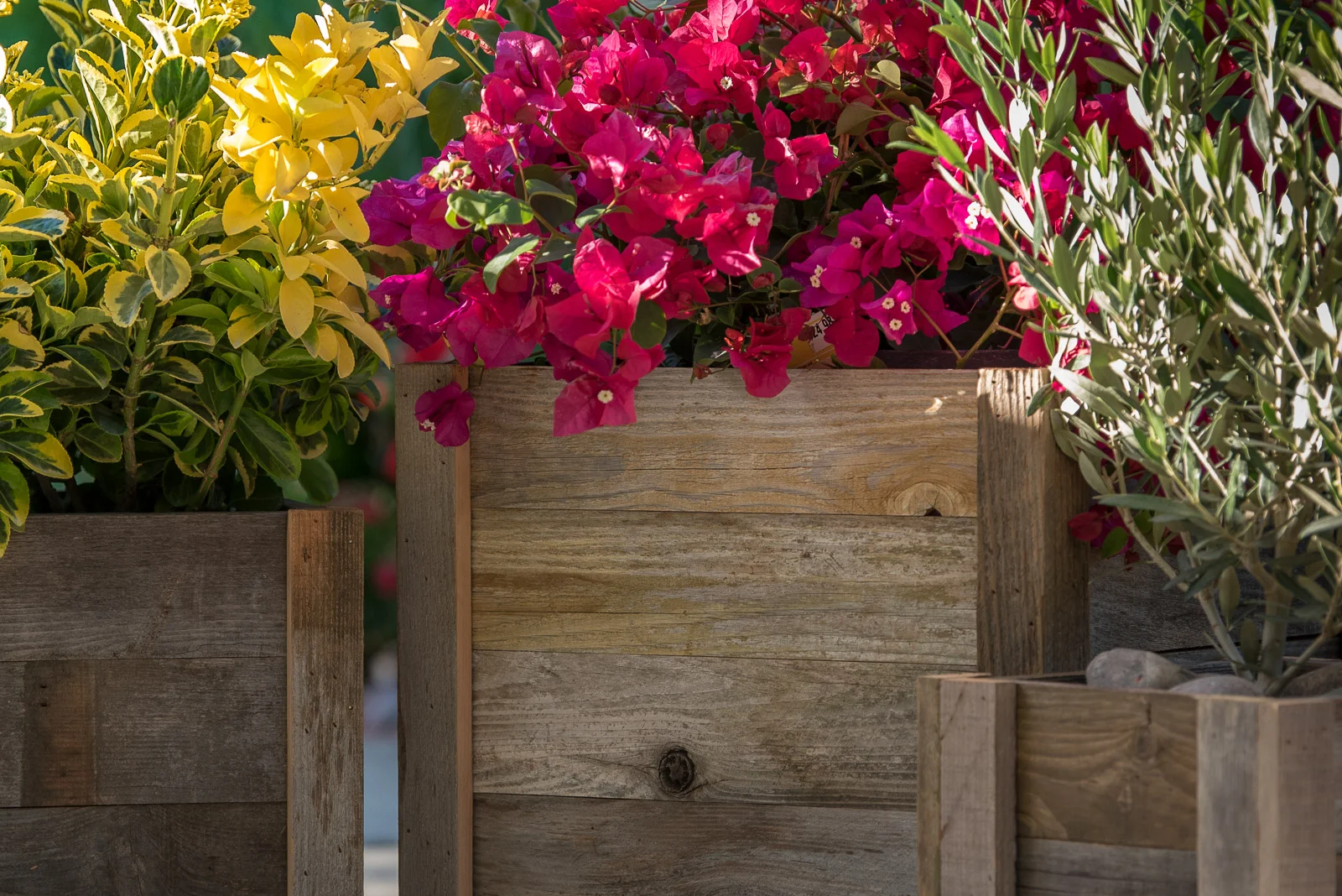 Royal-Reclaimed-Patio-Planters-1001.jpg