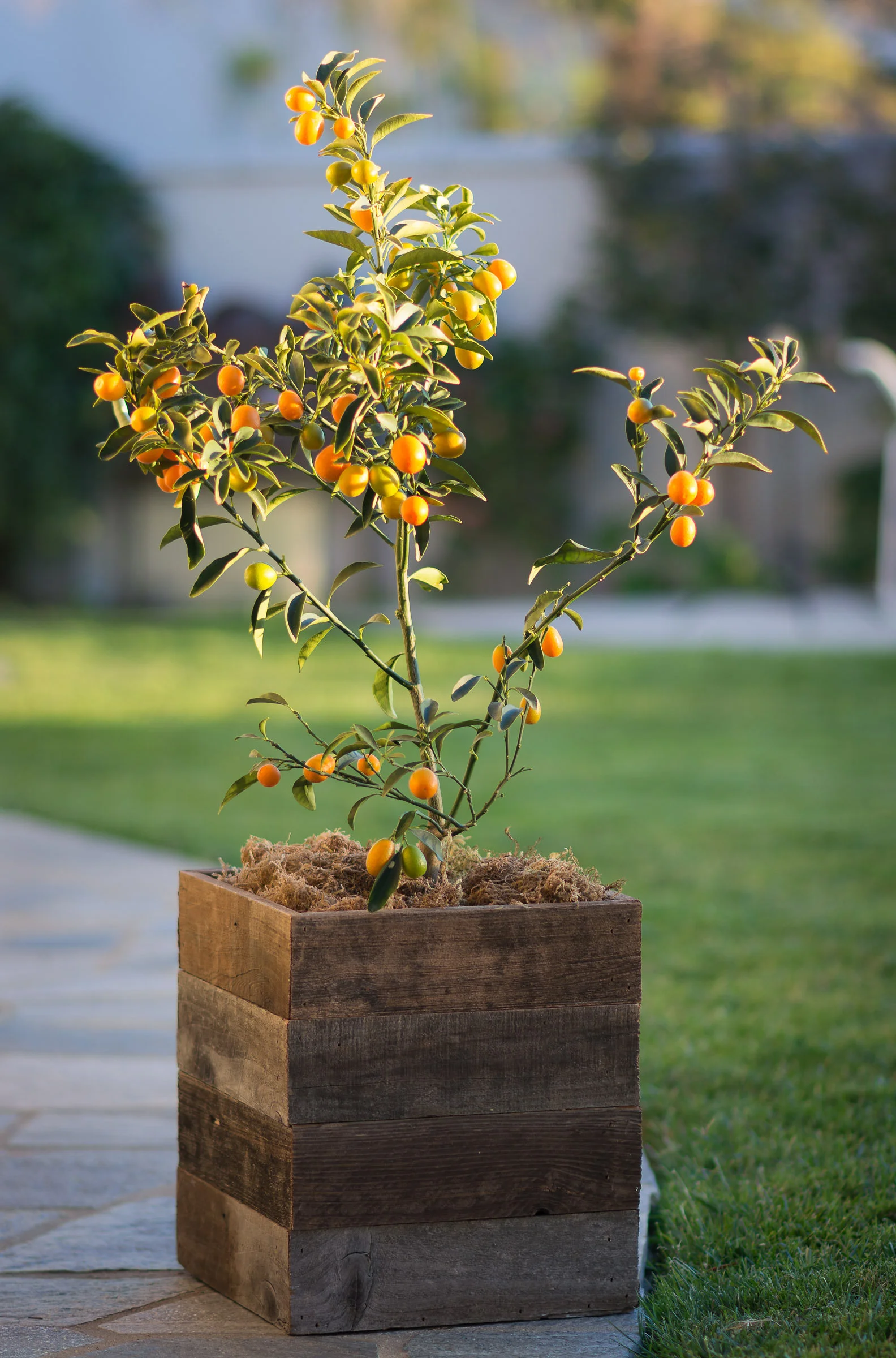 PatioPlanters-108.jpg