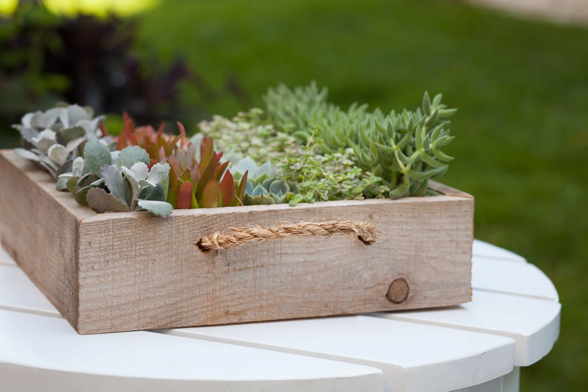 Reclaimed Succulent Party - 25 Succulents + Tray  Pacific Royal