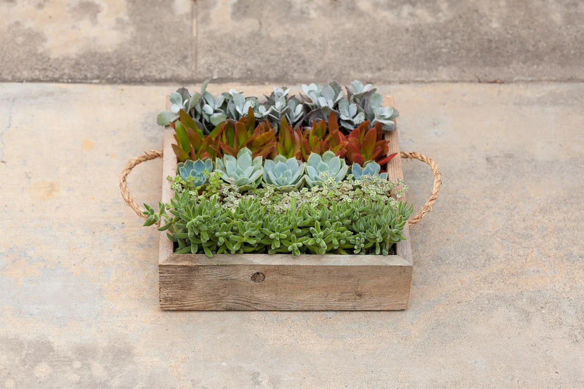 Reclaimed Succulent Party - 25 Succulents + Tray