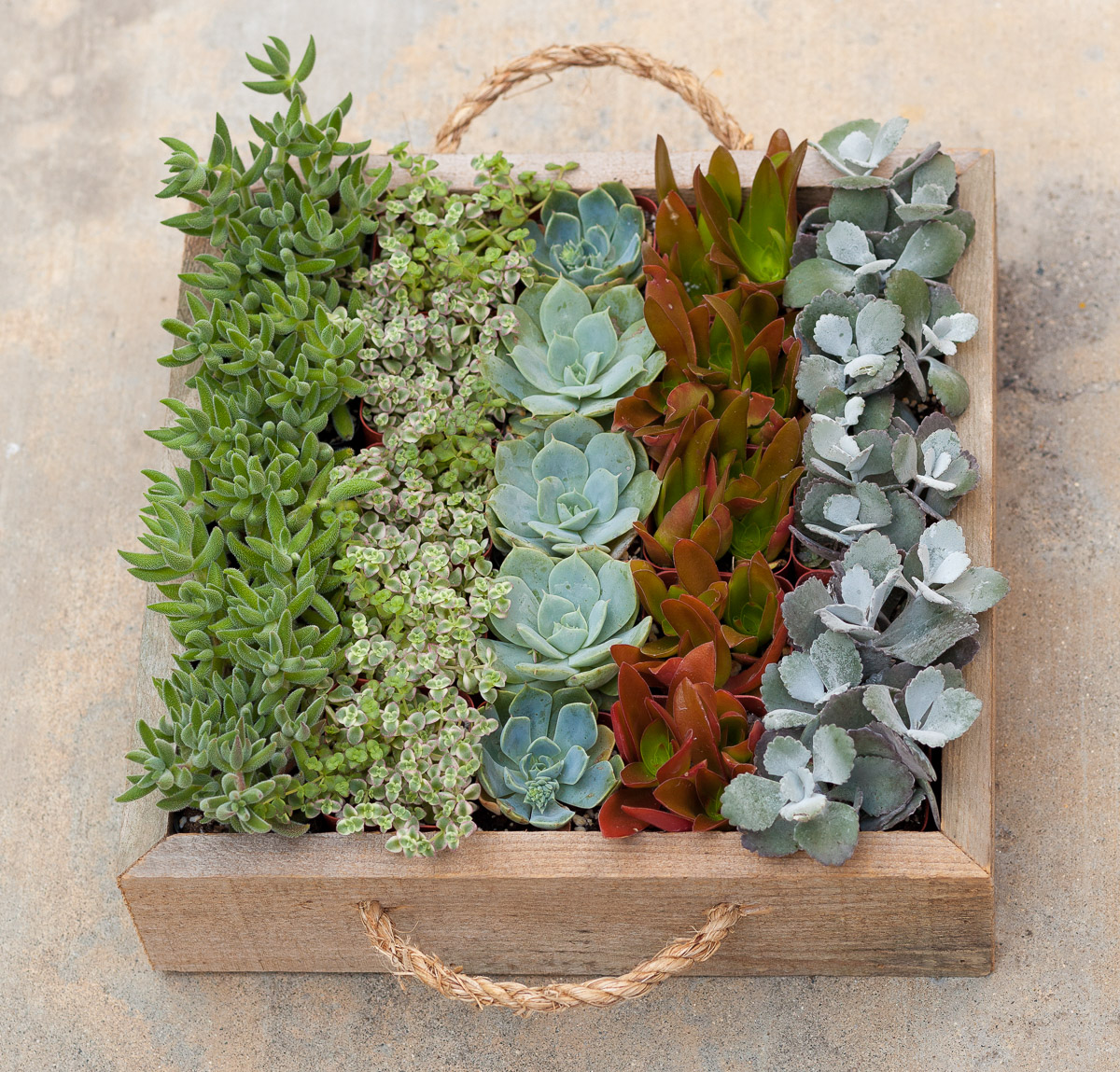 Reclaimed Succulent Party - 25 Succulents + Tray  Pacific Royal