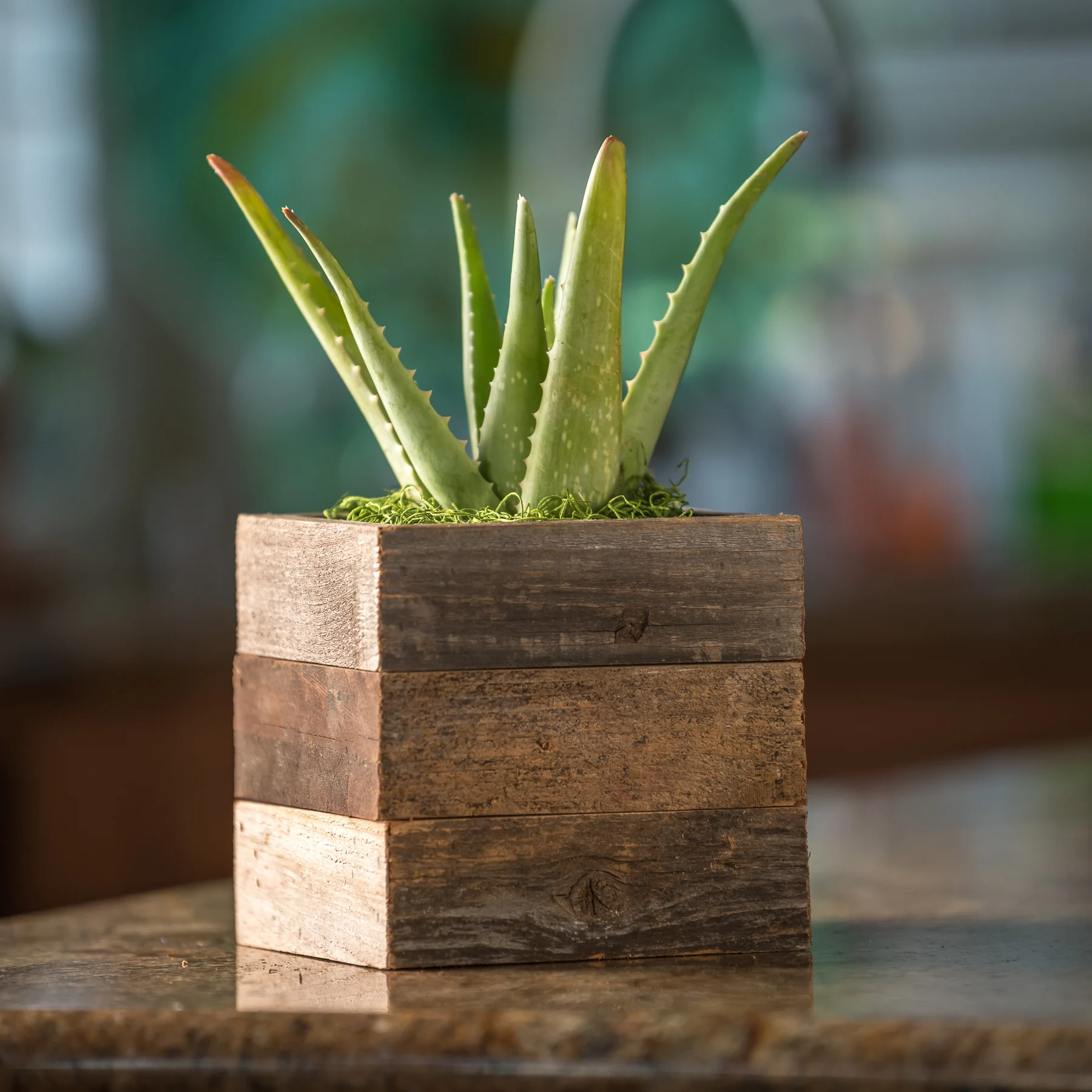 Aloe Vera in Reclaimed Wood Succulent Kodiak Planter