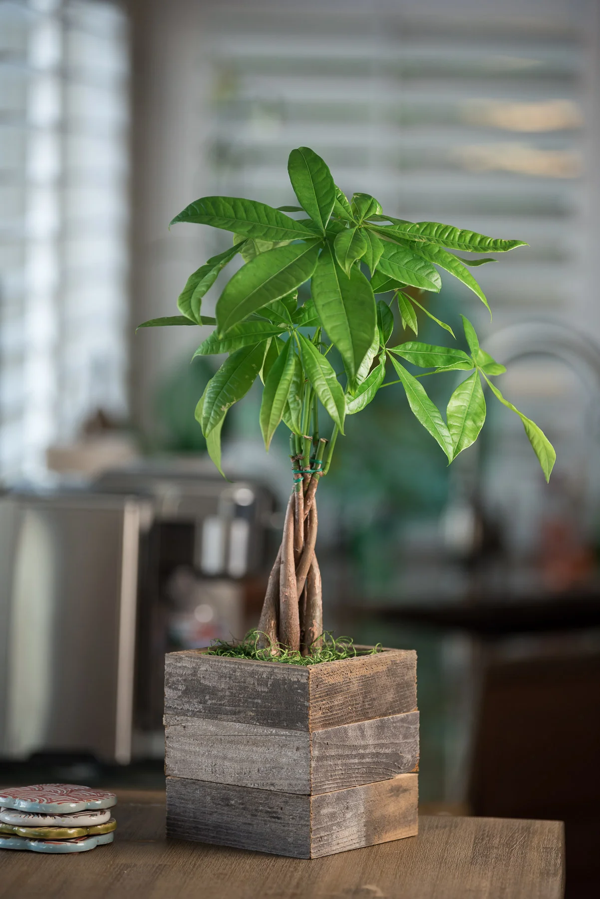bushes philodendron Philodendron Birkin (Regular)