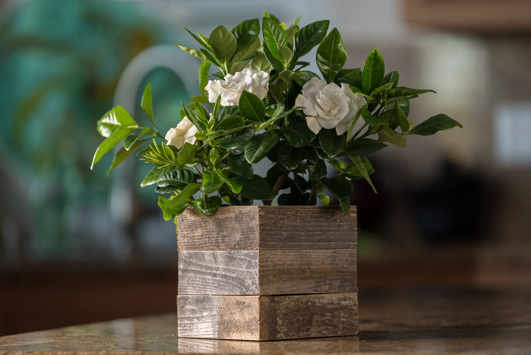 Gardenia in Reclaimed Wood Zen & Again Planter