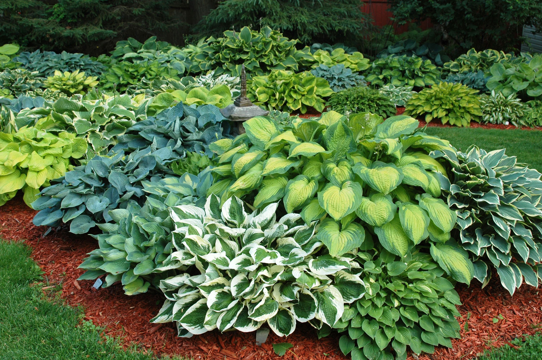 hosta fragrant upright bare root plant mix — pacific royal