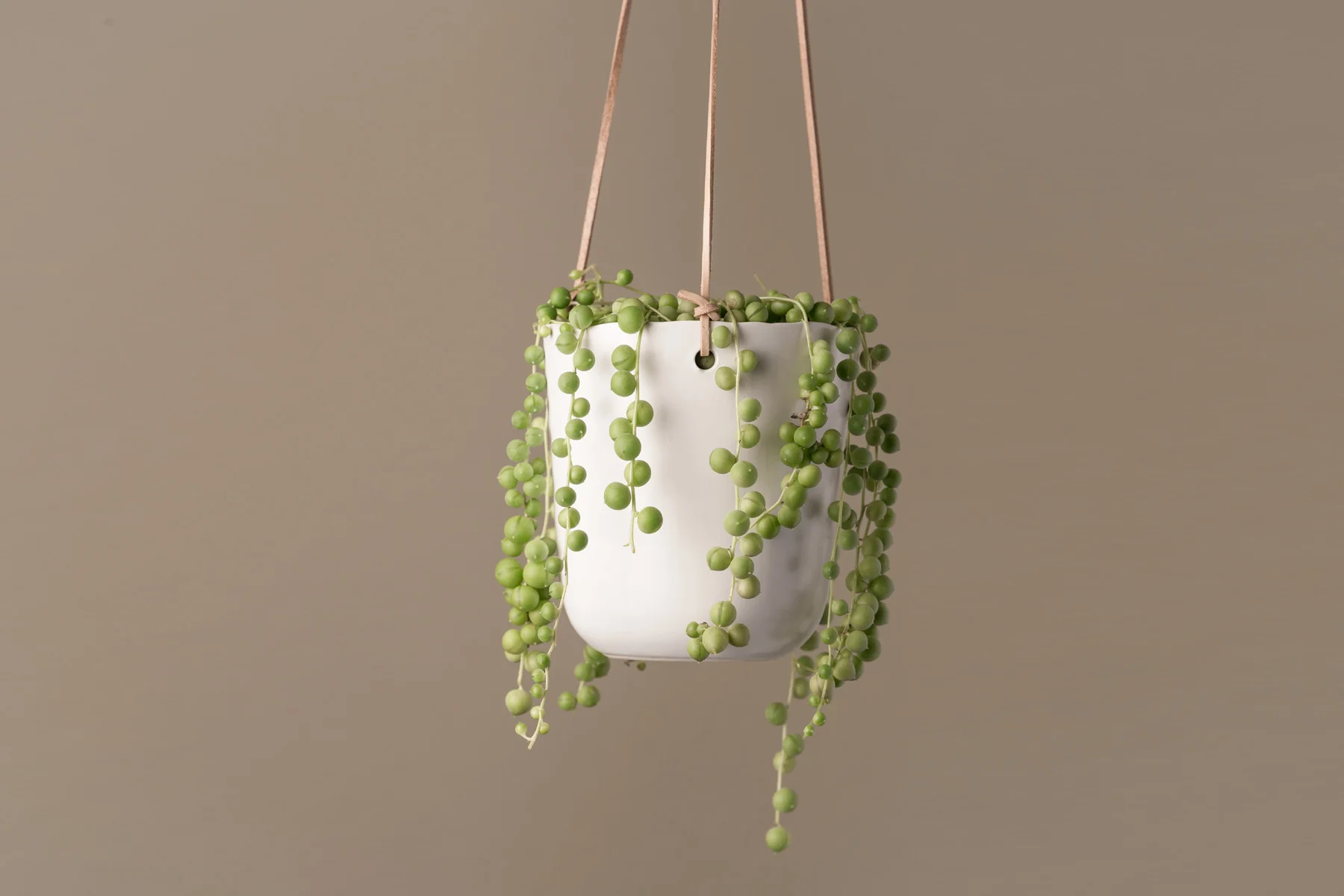 String of Pearls Plant in Santorini Hanging Ceramic Planter
