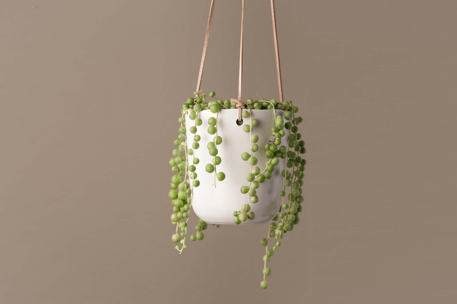 Artificial Plant STRING OF PEARLS in Ceramic Pot W/ Wood Stand
