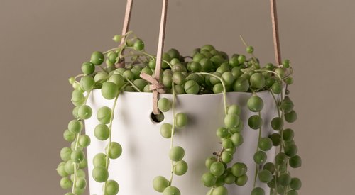 baby philodendron birkin Philodendron Birkin Houseplant 2 Pack  Easy To Grow Bulbs