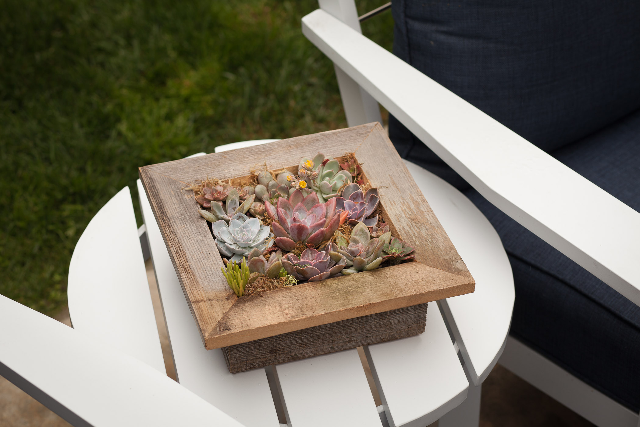 Live Succulent Reclaimed Star & Garden Box  Pacific Royal