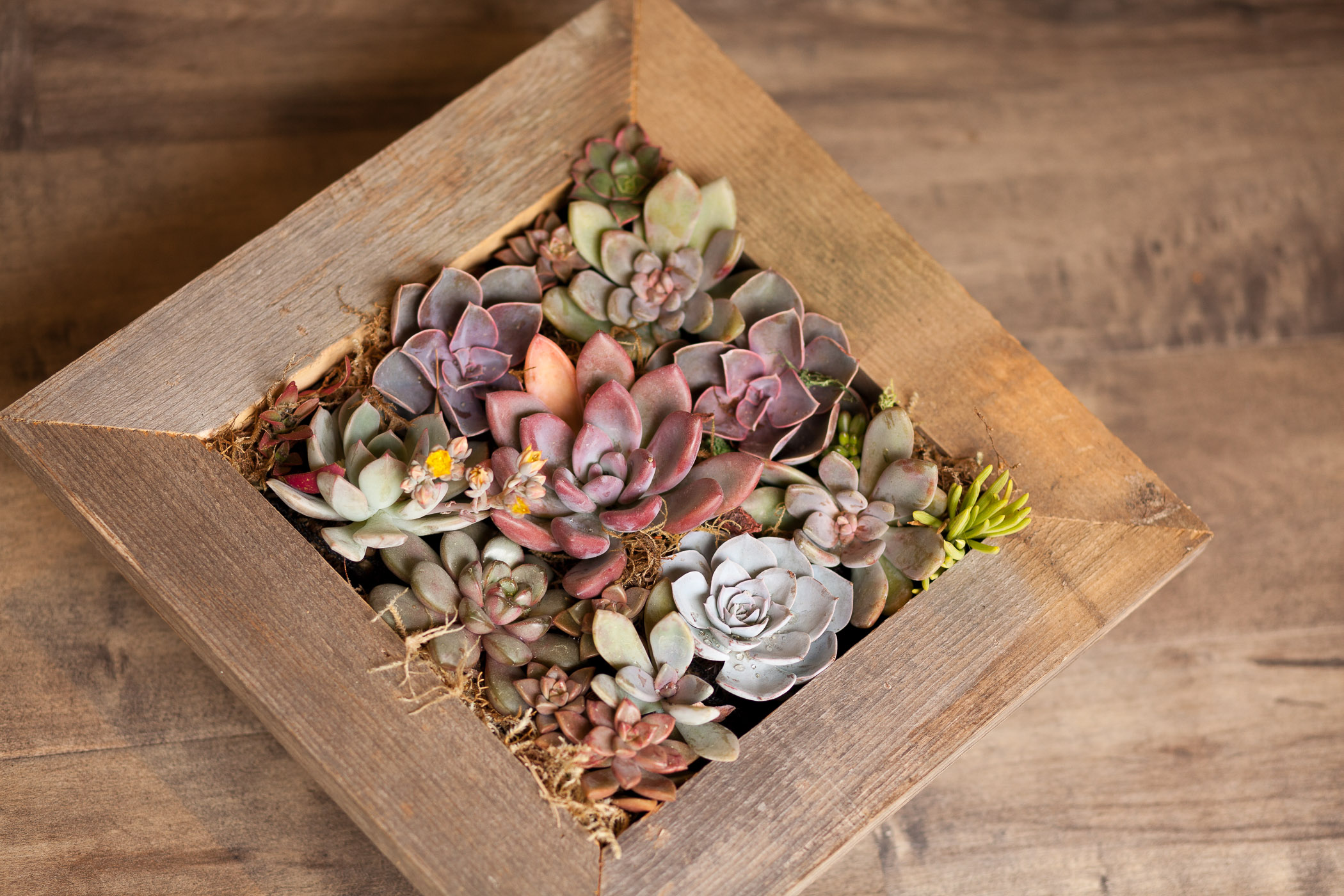 Live Succulent Reclaimed Star & Garden Box  Pacific Royal