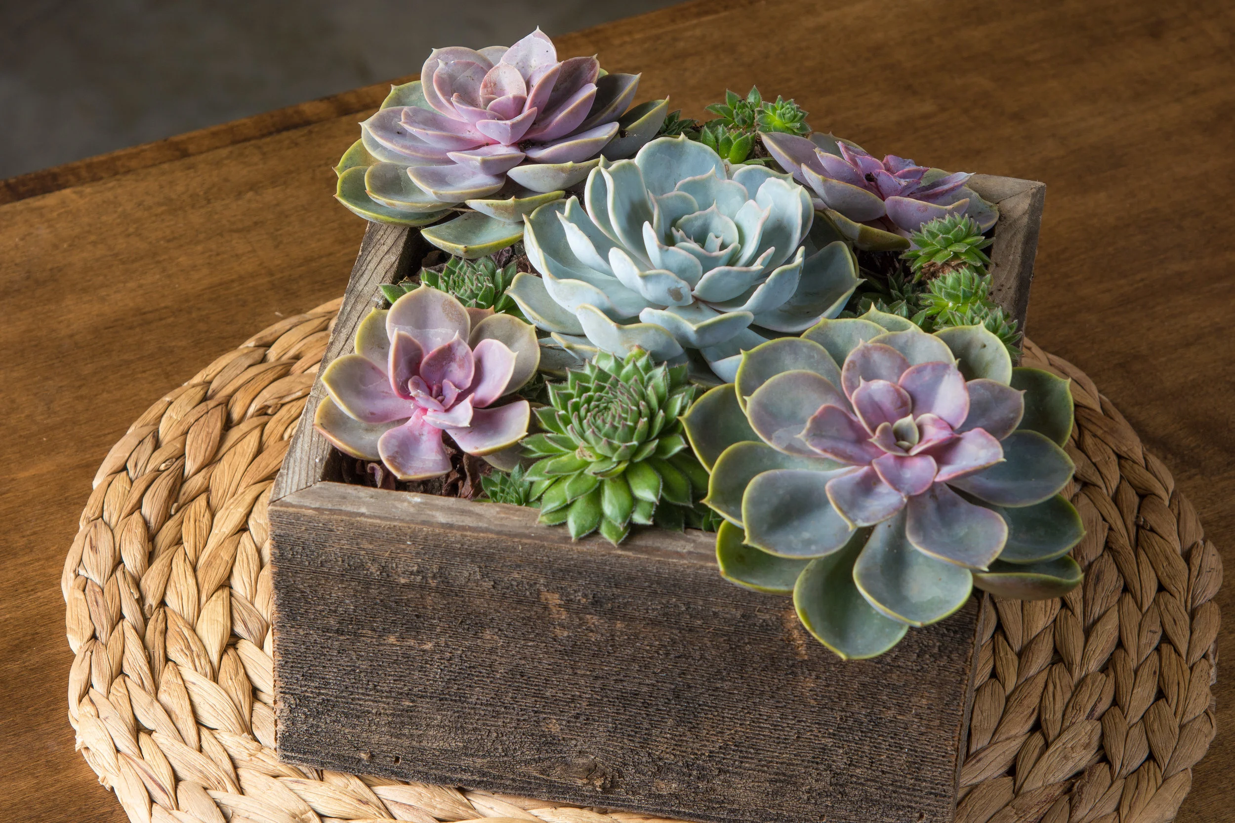 Succulent Centerpiece in Reclaimed Wood Planter