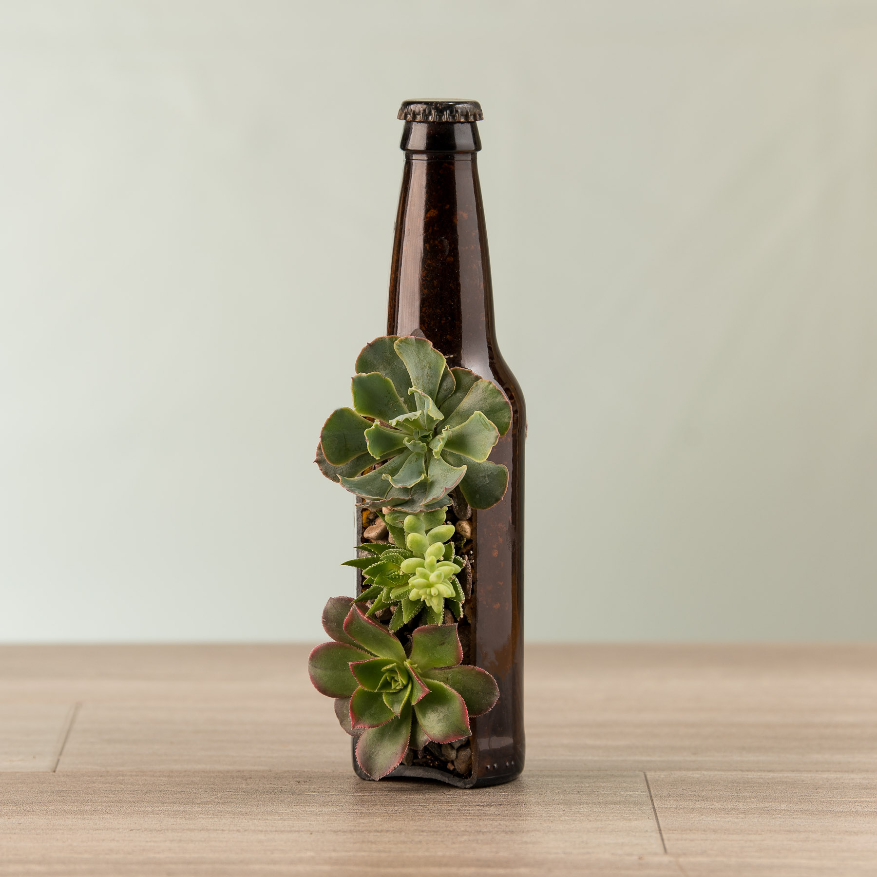 Modelo 12 oz Glass Bottle Succulent & Cactus Planter 
