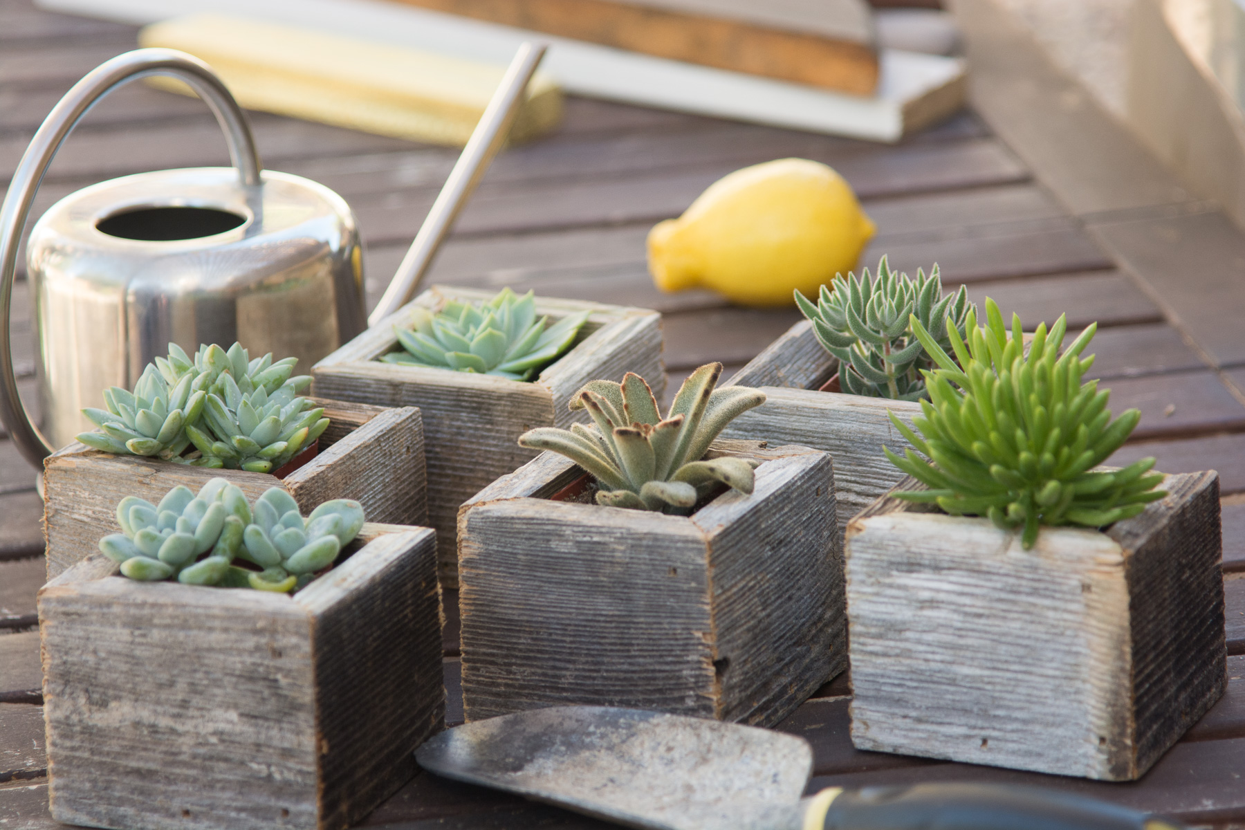 Mini Salvaged Wooden Succulent Cube Planters  Pacific Royal