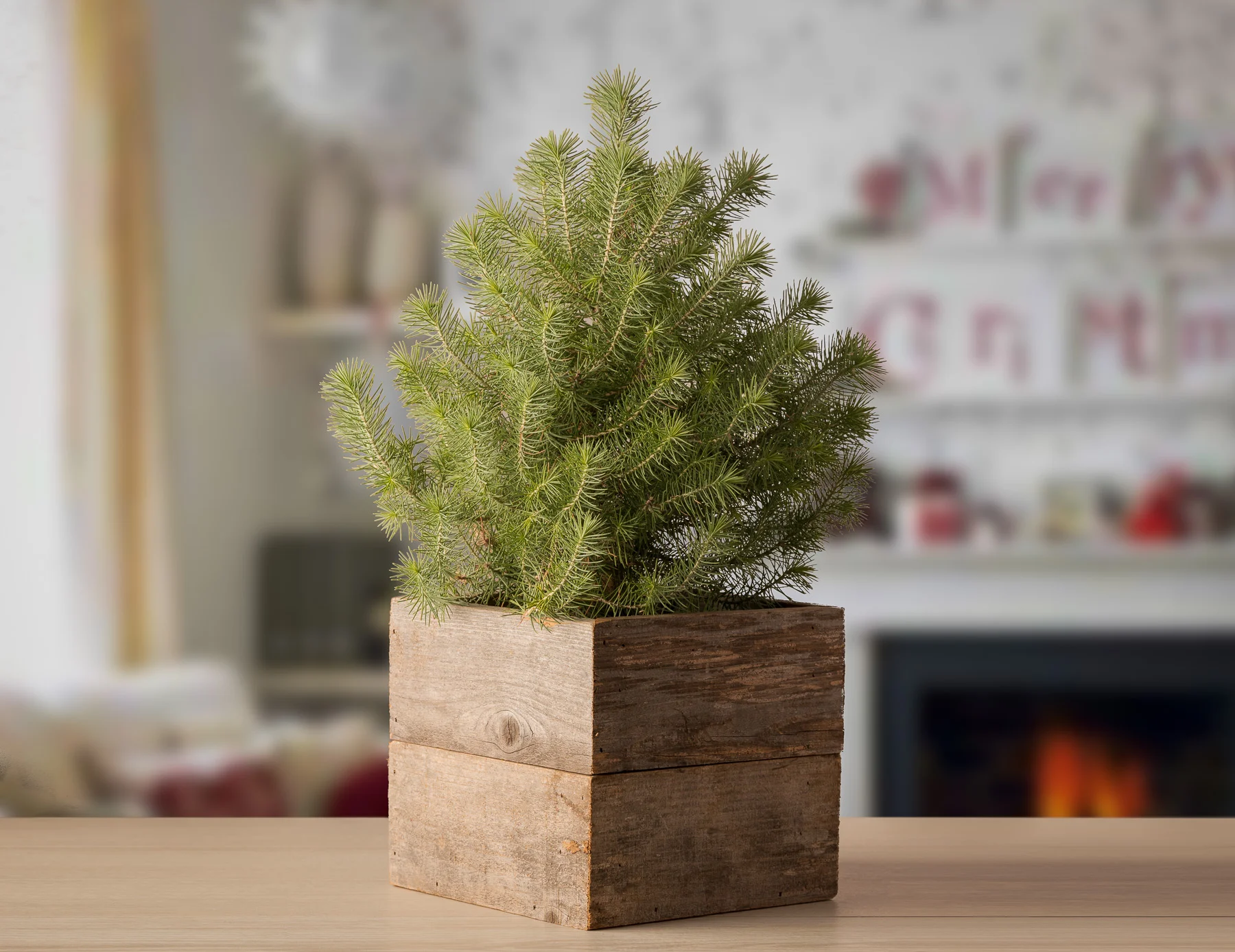 Rustic Farmhouse Tapletop Living Christmas Trees