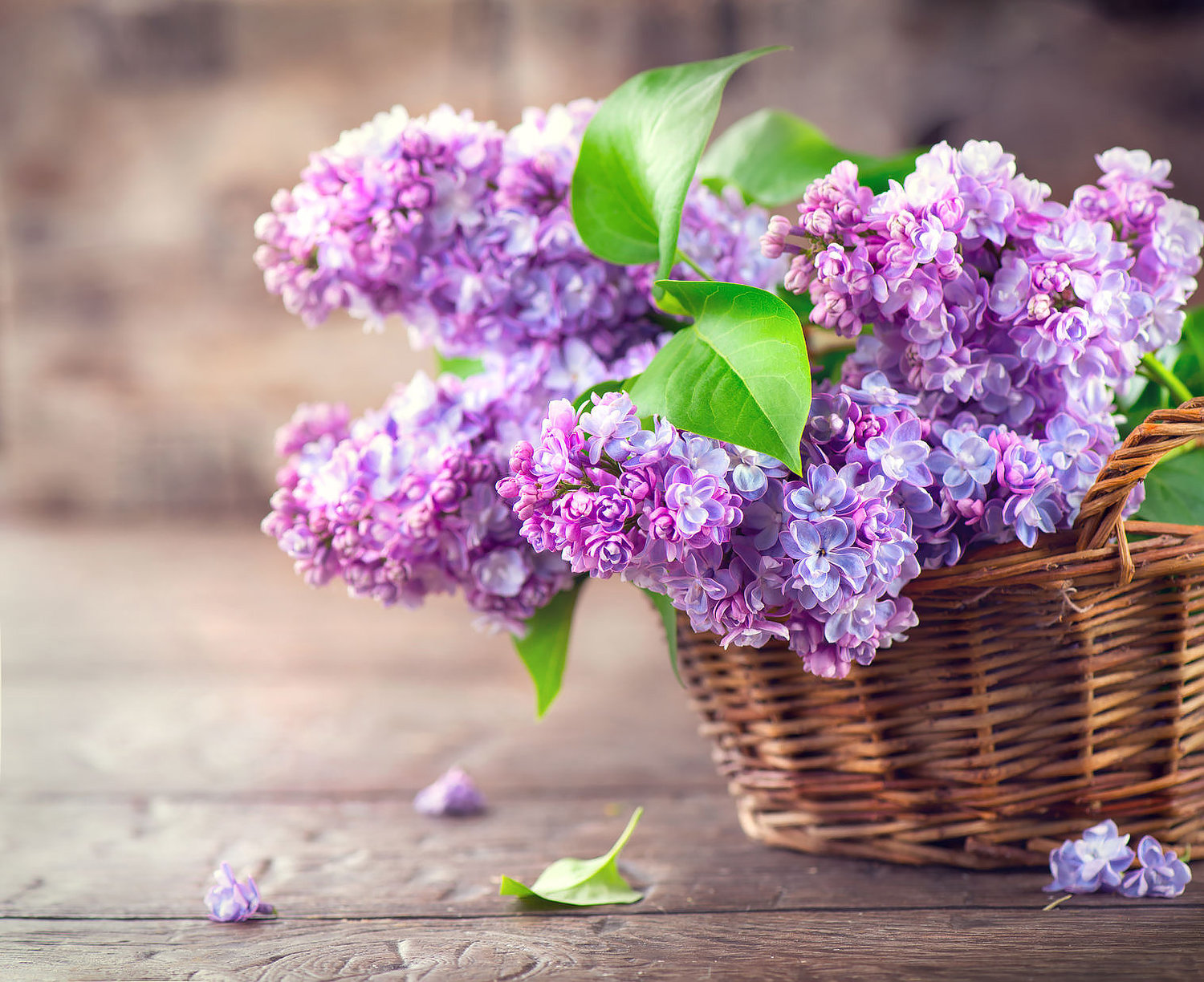 Syringa Lilacs - Full Quart Potted Plants — Pacific Royal