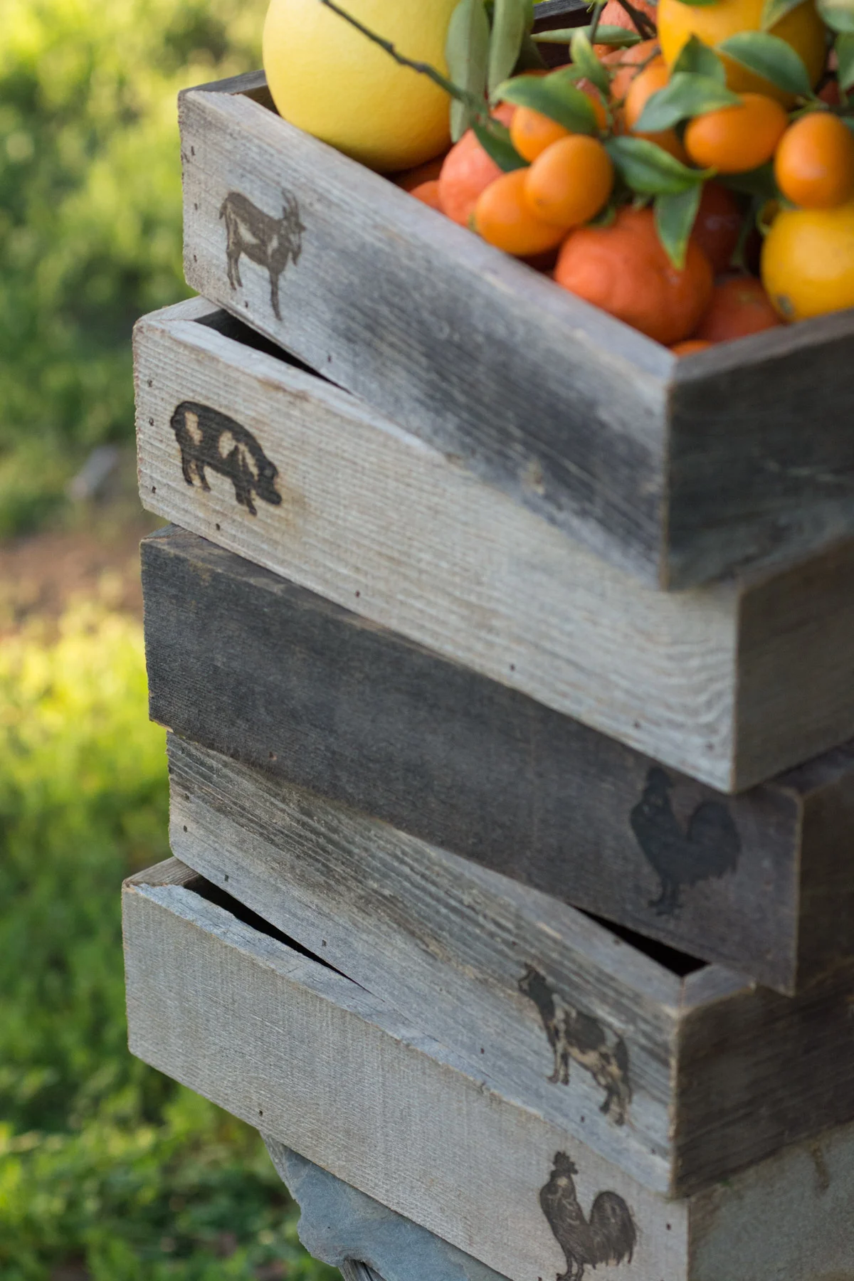 Succulent-Farm-Animal-Tray-Collection-102.jpg