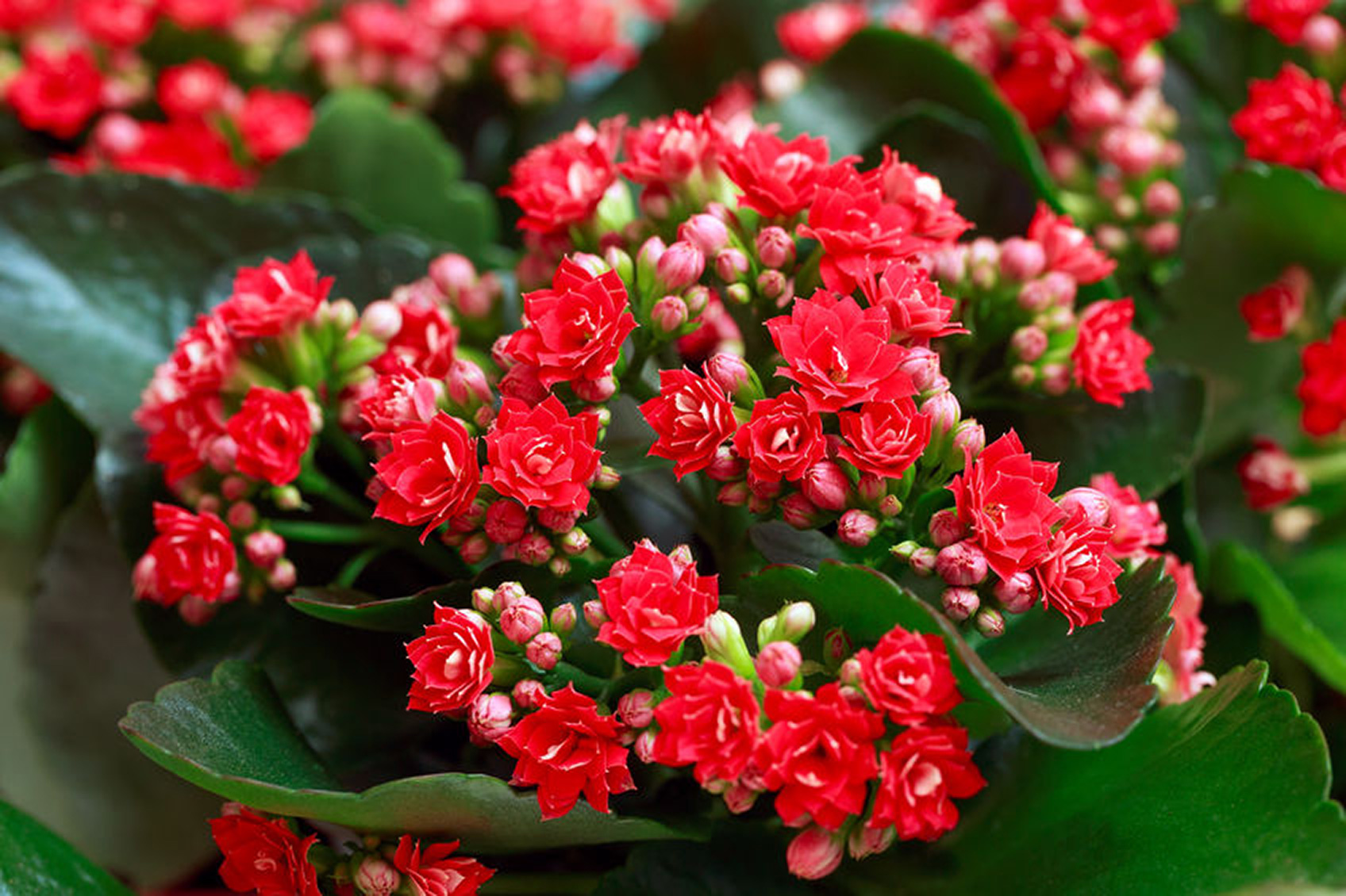 Red Kalanchoe Potted Plant — Pacific Royal