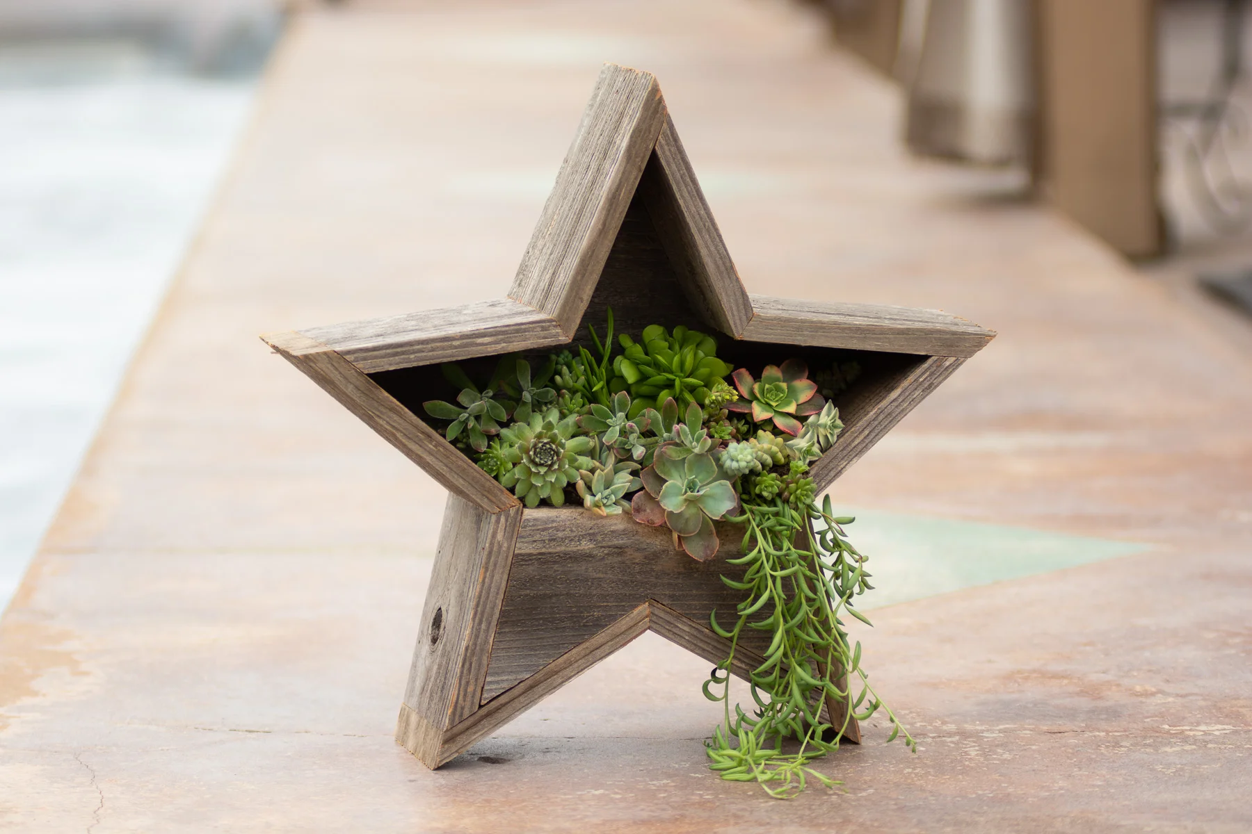 Reclaimed Wall &amp; Home Décor Succulent Star