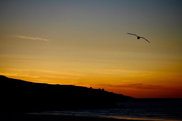 Seagull at sunset #summer #sunset #thepipas2018