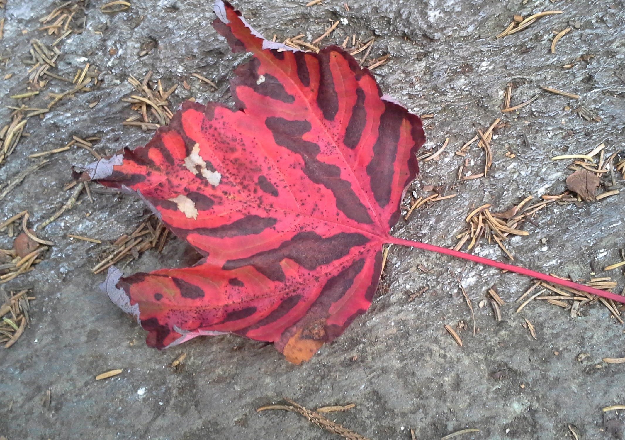 20180909_155646.jpg