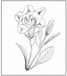 Botanical Drawing