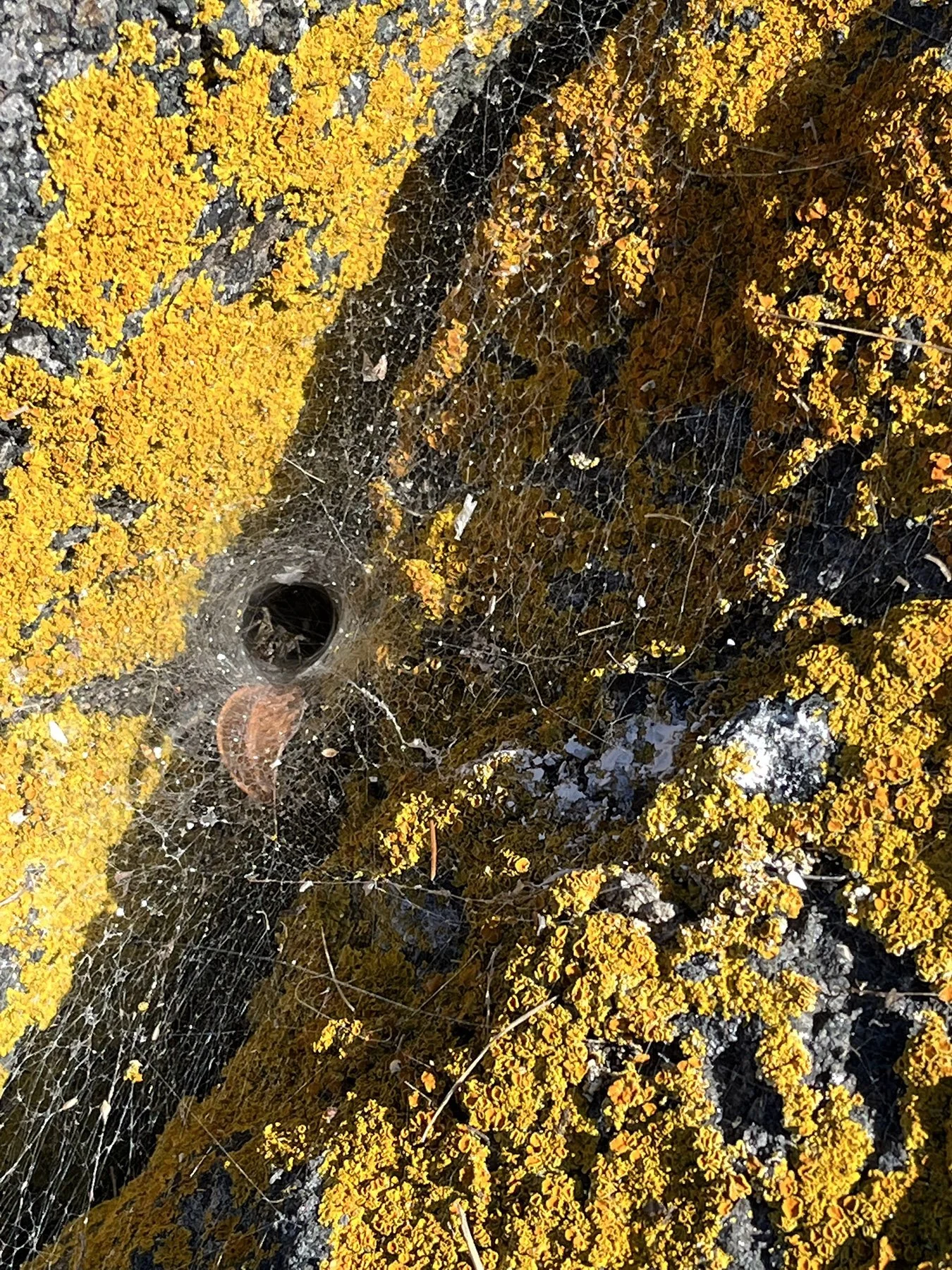 spiderweb.jpg
