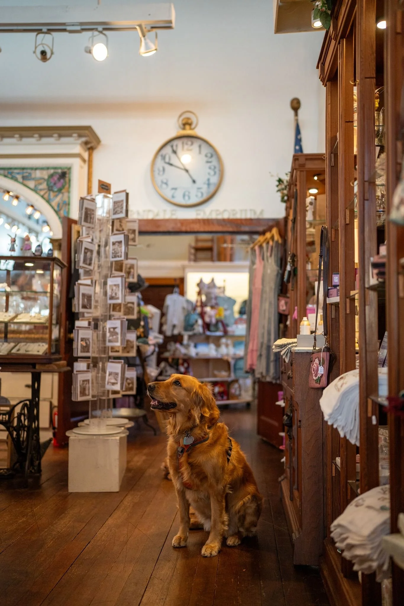 A beautiful brown dog sits on the hardwood floor of a nicely decorated store