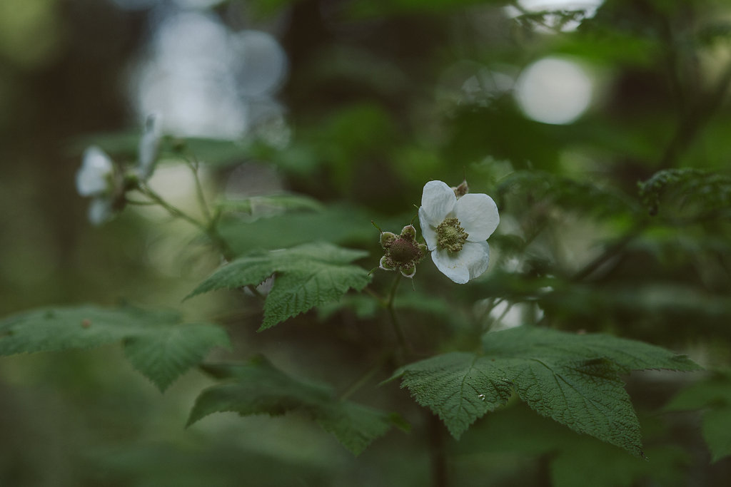 Berries in Russ Park | Ferndale CA