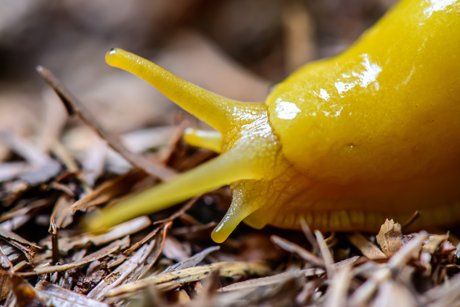 Banana Slug in Russ Park