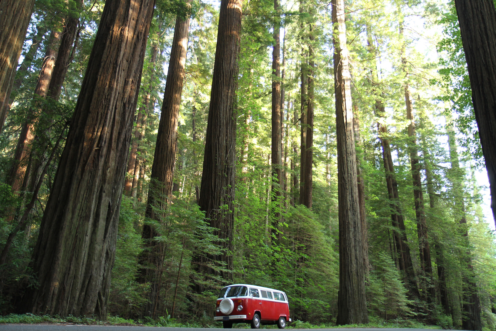 Redwoods and VW Bus.jpg