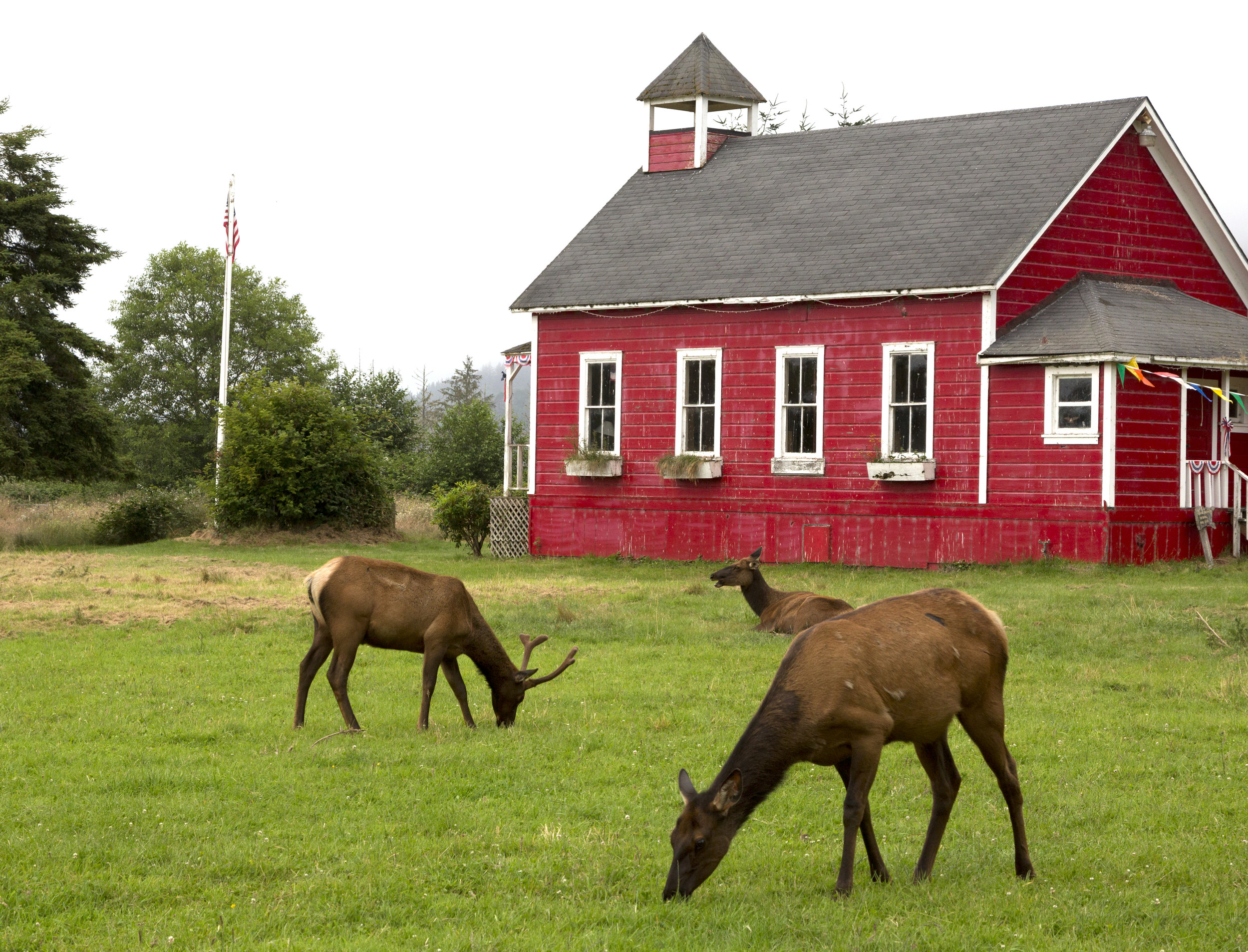 Elk in Orick.jpg