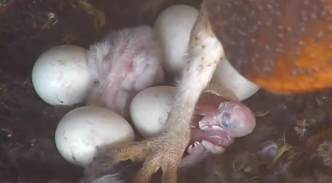The second egg hatches live on the Ferndale Owl Cam on April 28. Newly hatched babies emerge featherless and alien-like. At one day old, the first owlet to hatch (on left) is already developing a fine layer of down.