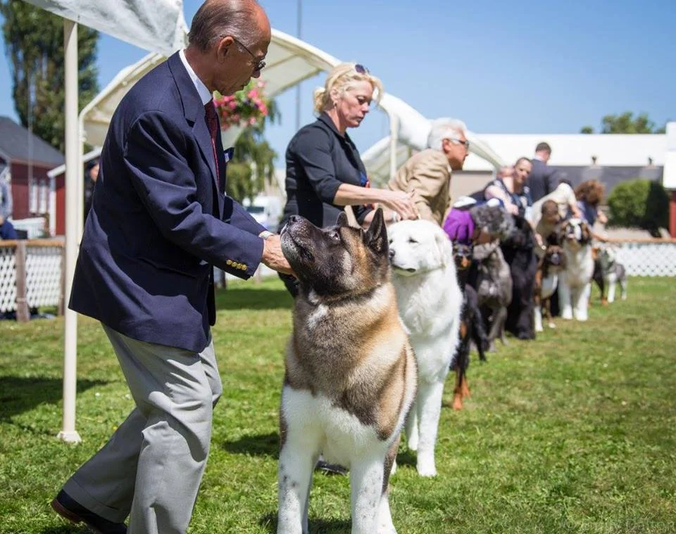 20th Anniversary Lost Coast Kennel Club Dog Show