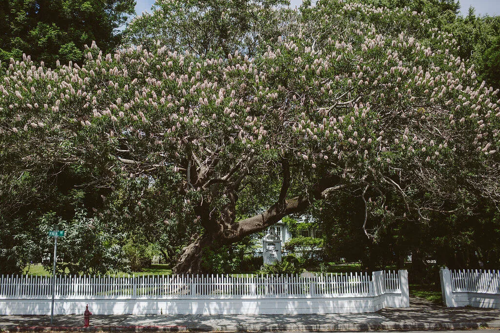 History of Ferndale, CA — Visit Ferndale, CA