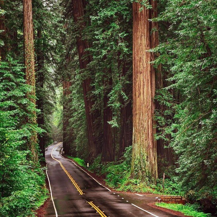 🌲🚗🌲 The Avenue of the Giants is a 31 mile scenic drive that runs through the Humboldt Redwoods State Park, only 36 miles south of @VisitFerndale ! 
📷 thanks to @trevormcbroom