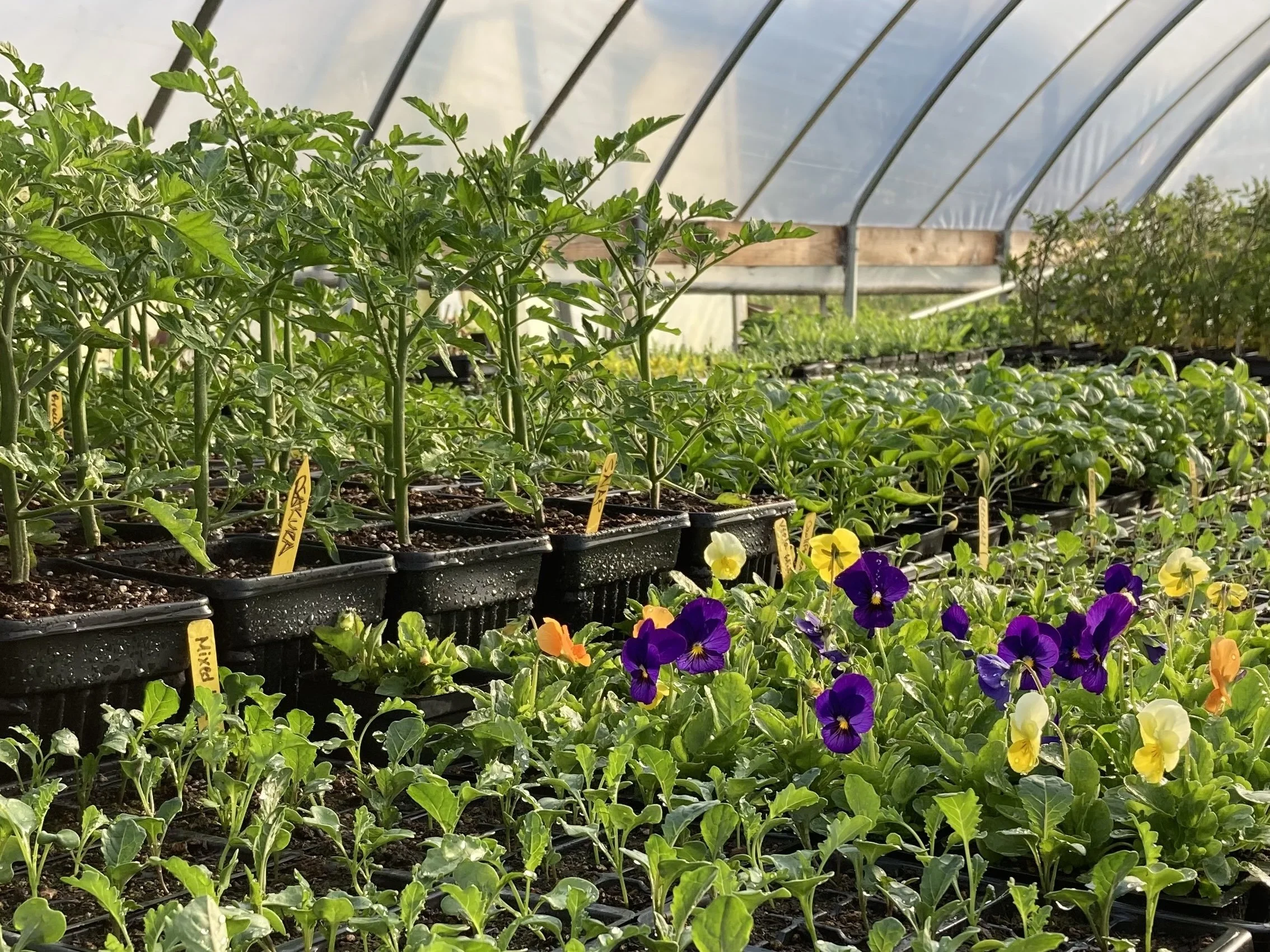 Fair Curve Farm Plant Sale (May)