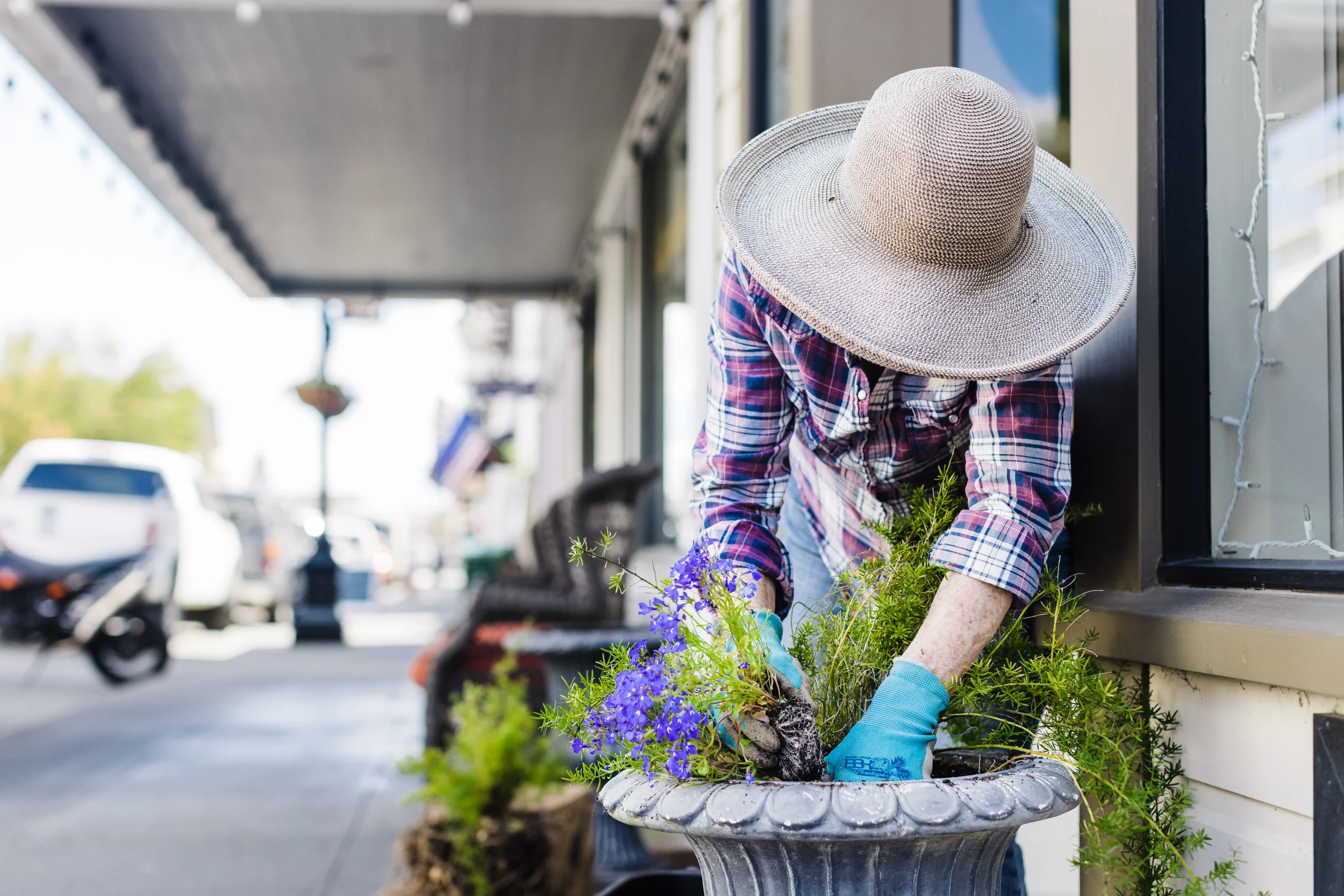 A person in a wide brimmed hat plants purple flowers in an outdoor pot on Ferndale's Main Street