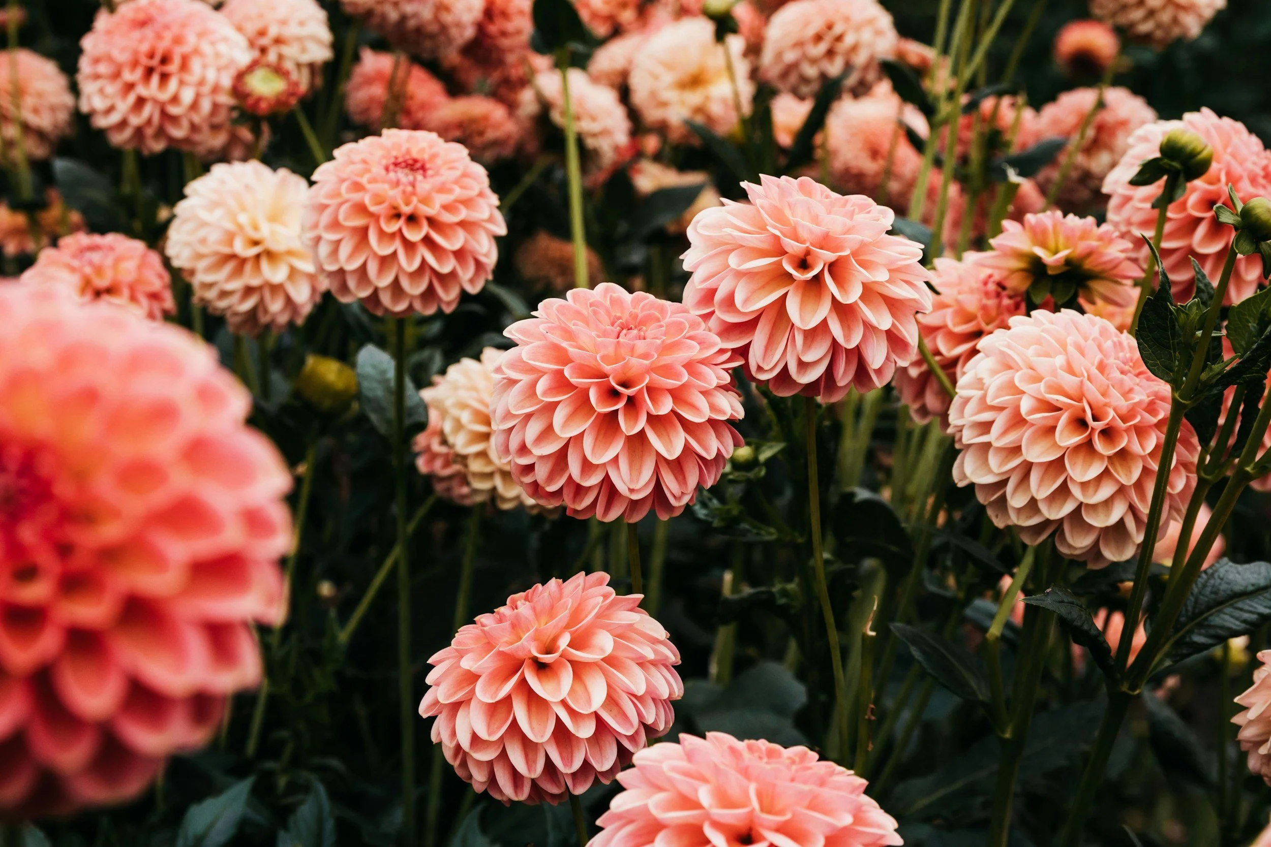 Fall Floral Workshop