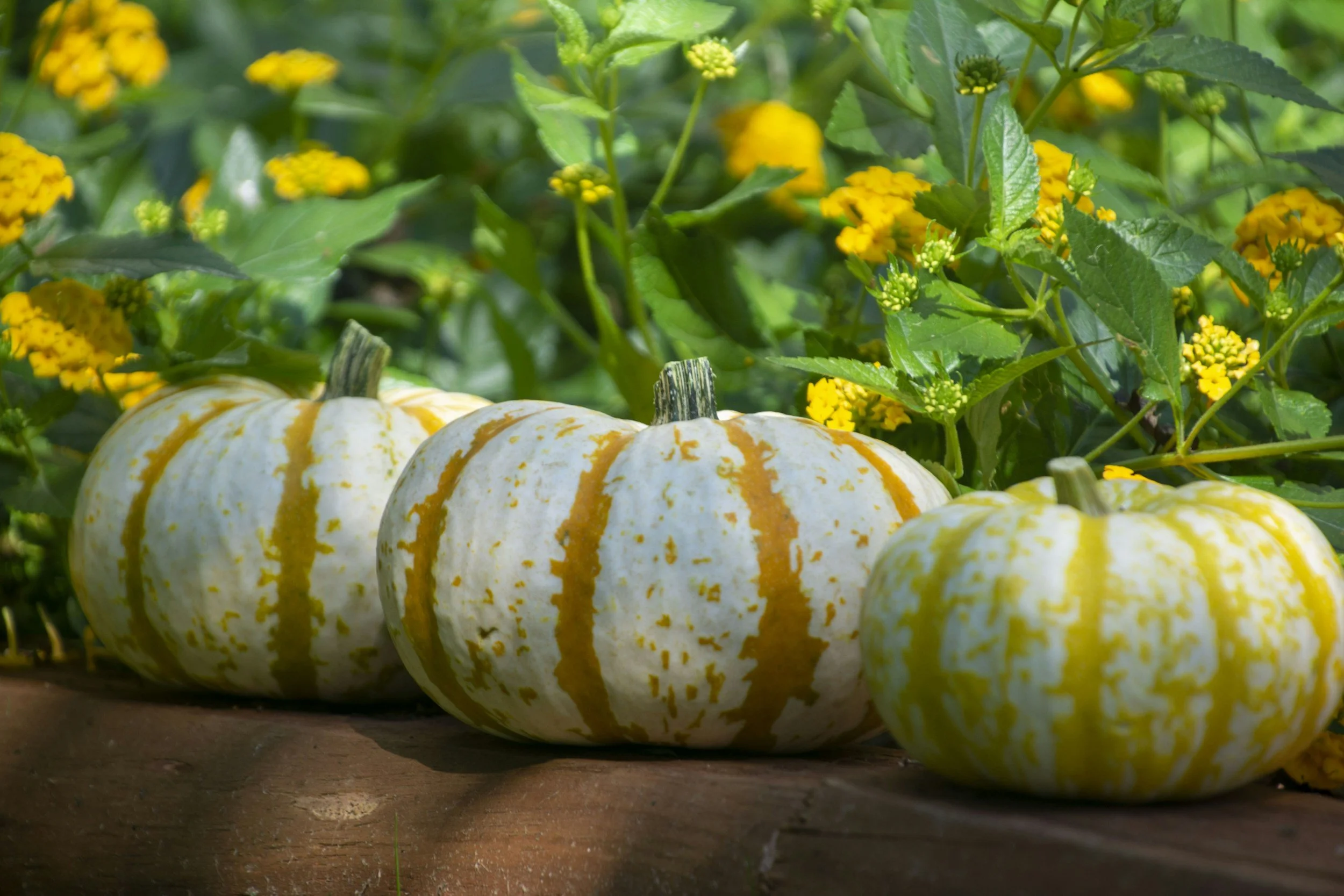 Pumpkins &amp; Petals Workshop
