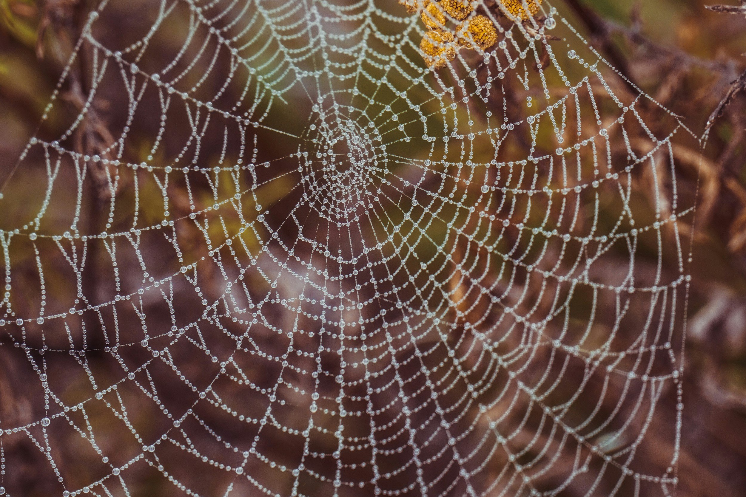 Bugs After Dark: A Walking Tour and Exploration