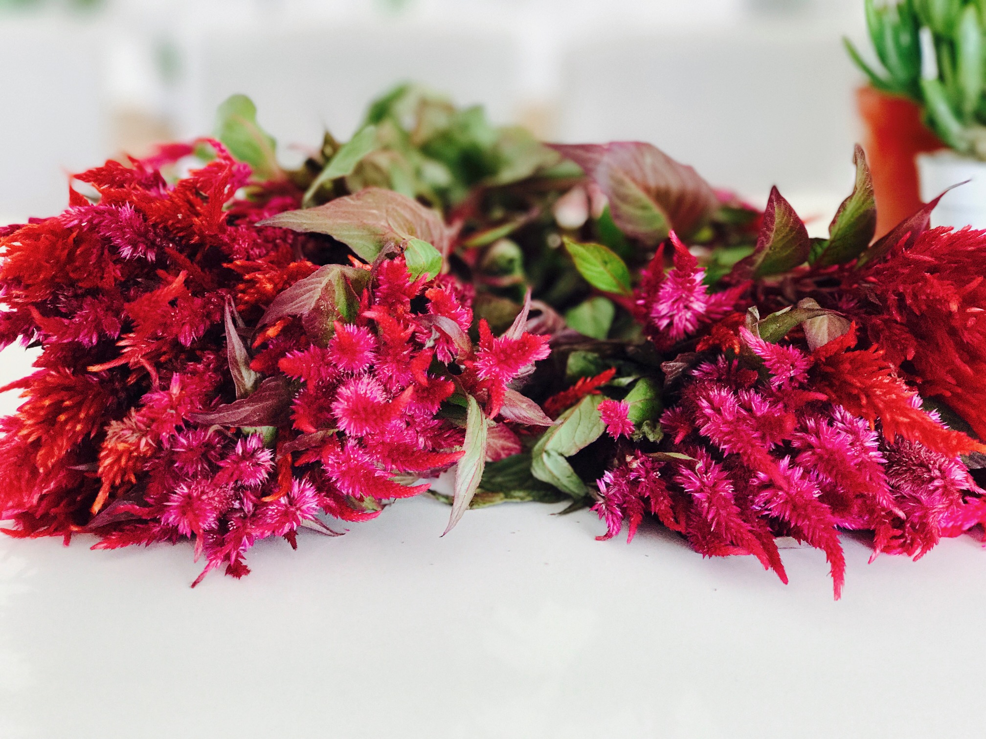 Ruby reds...