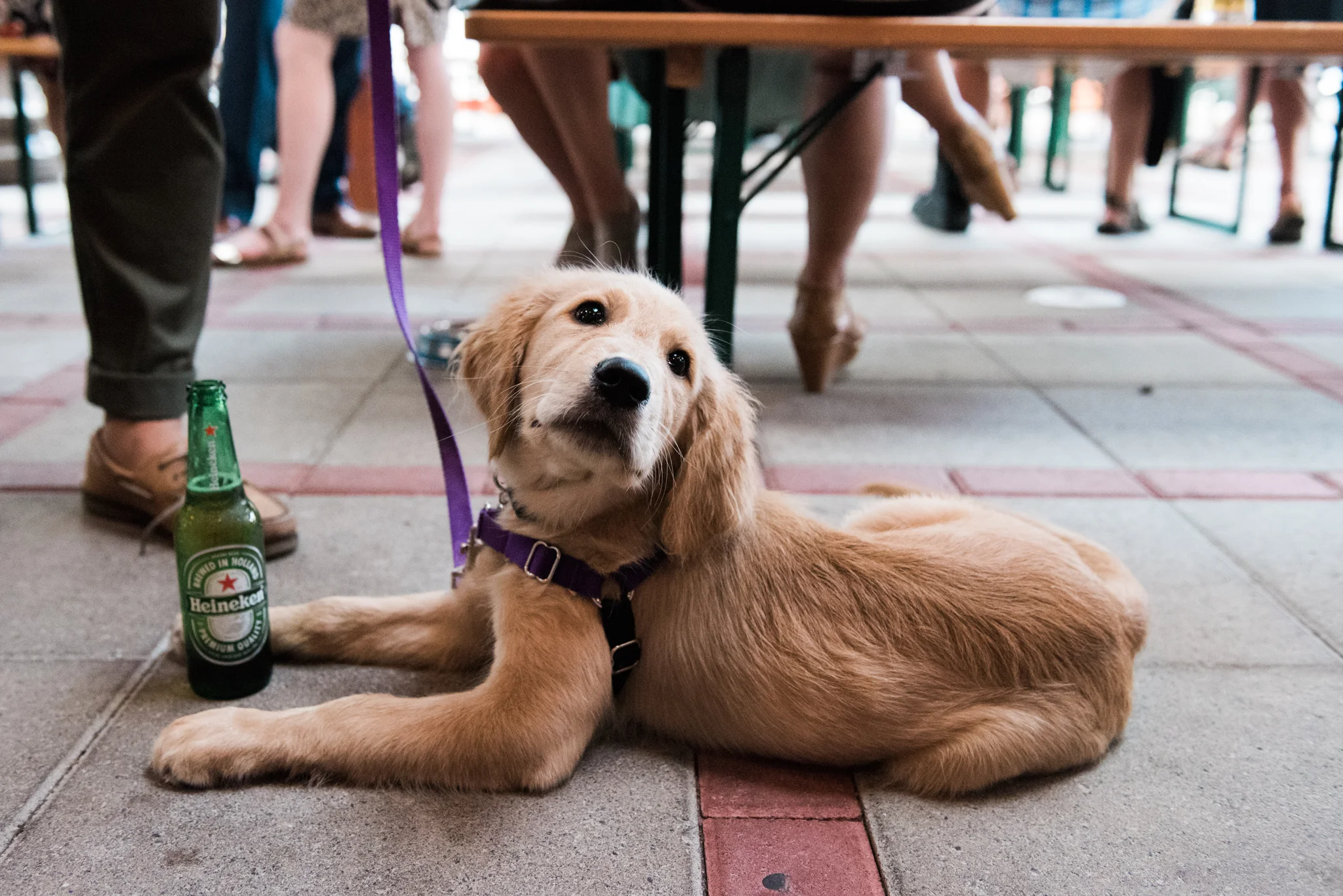 Heineken AfterWork: Dog Days of Summer